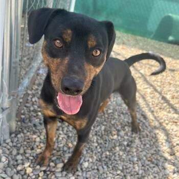 Terrier Dogs Available for Adoption - Crash Bandicoot | PetCurious