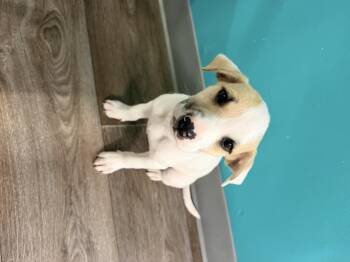 Gypsy FKA pitty pup #1 -  Pit Bull Terrier Dog for Adoption in Wasilla, Alaska - Gypsy FKA Pitty Pup #1 | PetCurious
