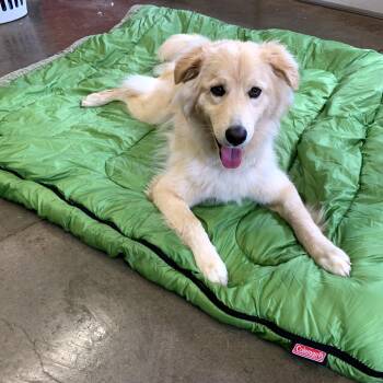 Osito -  Siberian Husky and Great Pyrenees Dog for Adoption in Green Bay, Wisconsin - Osito | PetCurious