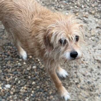 Terrier and Mixed Breed Dogs Available for Adoption - Brandy | PetCurious