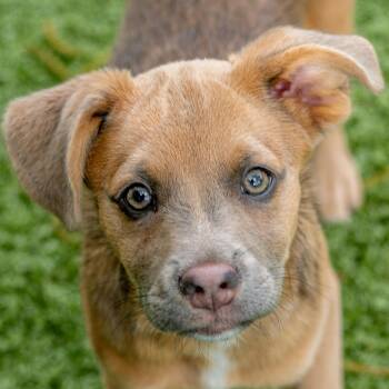 Shepherd Dogs Available for Adoption in Hilton Head Island, South Carolina - Sonny | PetCurious