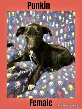 Rescue Labrador Retriever Dogs for Adoption in Manchester, Connecticut - Punkin | PetCurious