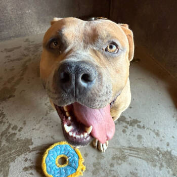 Rescue Bullmastiff Dogs for Adoption in Grand Junction, Colorado - Simba | PetCurious