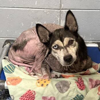 Suede -  Husky Dog for Adoption in Beaumont, Texas - Suede | PetCurious