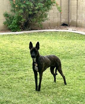 COURTESY POST ROXY COURTESY POST -  Dutch Shepherd Dog for Adoption in Phoenix, Arizona - COURTESY POST ROXY COURTESY POST | PetCurious