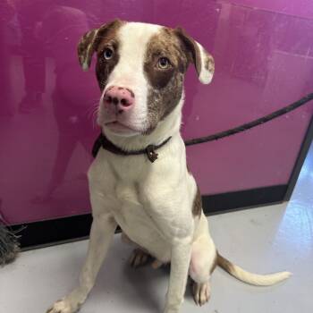 Rescue Mixed Breed Dogs for Adoption in Ponca City, Oklahoma - Turkey | PetCurious