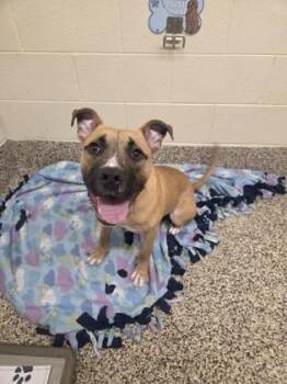 Mannish -  Mixed Breed Dog for Adoption in Westland, Michigan - Mannish | PetCurious