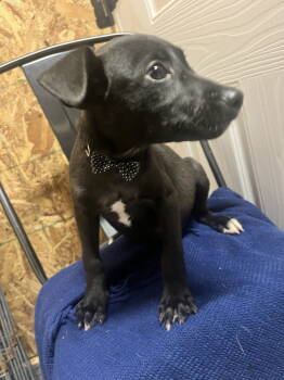 Rescue Labrador Retriever and Terrier Dogs for Adoption in Holly Springs, North Carolina - Deschutes - Oregon Litter | PetCurious