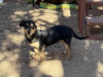 Shepherd and Dachshund Dogs Available for Adoption - Bubba | PetCurious