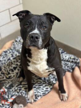 Rescue Pit Bull Terrier Dogs for Adoption in Myerstown, Pennsylvania - Maximiliano | PetCurious