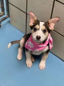 Jack Russell Terrier and Whippet Dogs Available for Adoption in Muskego, Wisconsin - Avox The Mixed Breed Puppy | PetCurious