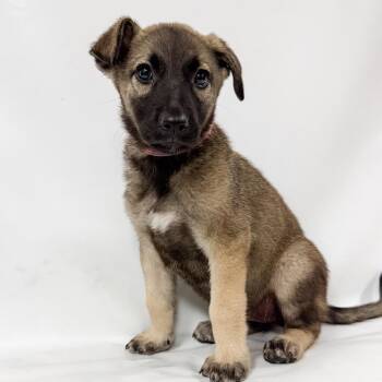 968 (2026) Ms. Pibb -  Anatolian Shepherd and Mixed Breed Dog for Adoption in Parker, Colorado - 968 (2026) Ms. Pibb | PetCurious