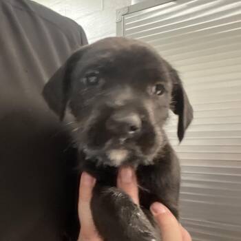 Black Labrador Retriever and Mixed Breed Dogs Available for Adoption in Clanton, Alabama - Waldo | PetCurious