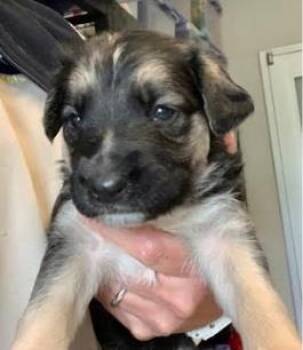 Presley -  Mixed Breed Dog for Adoption in Fort Worth, Texas - Presley | PetCurious