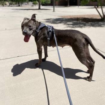 Sweetie   -   PAWS -  Mixed Breed Dog for Adoption in Las Cruces, New Mexico - Sweetie   -   PAWS | PetCurious