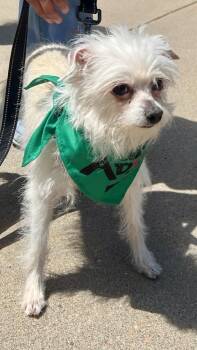 Terrier Dogs Available for Adoption in Broomfield, Colorado - SWEET | PetCurious