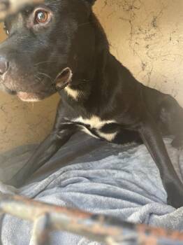 Blooper -  Pit Bull Terrier Dog for Adoption in Clarksville, Tennessee - Blooper | PetCurious
