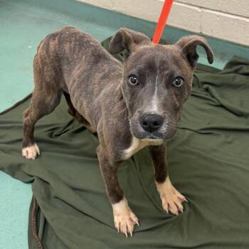 Mixed Breed Dogs Available for Adoption in Memphis, Tennessee - Rocket | PetCurious