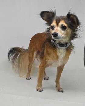 Coco -  Chihuahua and Yorkshire Terrier Dog for Adoption in New York, New York - Coco | PetCurious