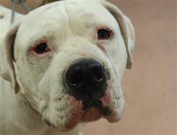 LEAH -  Mixed Breed Dog for Adoption in Columbia, South Carolina - LEAH | PetCurious