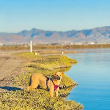 Rescue Labrador Retriever Dogs for Adoption in San Diego, California - Chickie | PetCurious