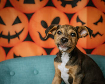 Rescue German Shepherd Dog and Mixed Breed Dogs for Adoption in Humble, Texas - Carli | PetCurious