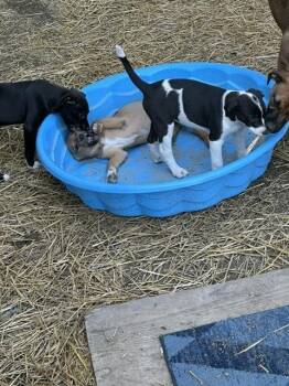 Styx -  Labrador Retriever Dog for Adoption in Evansville, Indiana - Styx | PetCurious
