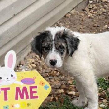 Border Collie and Labrador Retriever Dogs Available for Adoption - EMMALINE | PetCurious