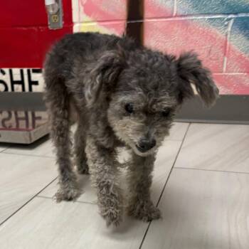 Doris -  Miniature Poodle Dog for Adoption in Lufkin, Texas - Doris | PetCurious