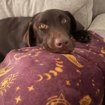 Franklin -  Chocolate Labrador Retriever Dog for Adoption in Indianapolis, Indiana - Franklin | PetCurious