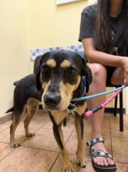 Salem -  Hound and Black And Tan Coonhound Dog for Adoption in Carrollton, Virginia - Salem | PetCurious