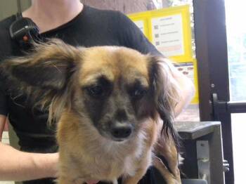 GABBY -  Chihuahua Dog for Adoption in Tulsa, Oklahoma - GABBY | PetCurious