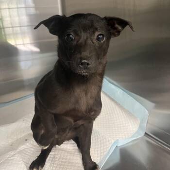 Meemee (was Dahlia) -  Mixed Breed Dog for Adoption in Columbiana, Alabama - Meemee (was Dahlia) | PetCurious