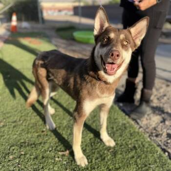 Cheyenne (SQ-055) -  Husky and Mixed Breed Dog Available for Adoption in Bullhead City, Arizona - Cheyenne (SQ-055) | PetCurious