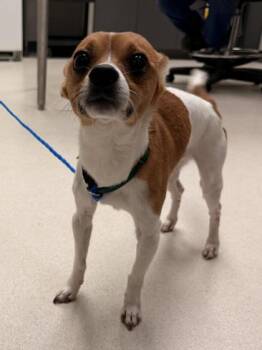 Chihuahua Dogs Available for Adoption in Portland, Maine - Jackson | PetCurious