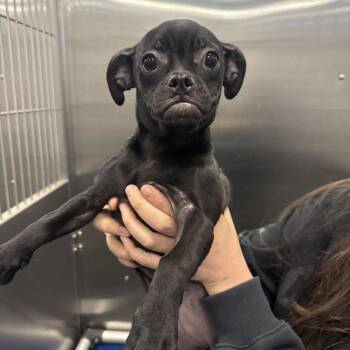 Dolly Pawton -  Pug and Chihuahua Dog for Adoption in New York, New York - Dolly Pawton | PetCurious