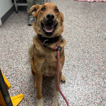 Mixed Breed and Shepherd Dogs Available for Adoption in Salt Lake City, Utah - Hampton | PetCurious