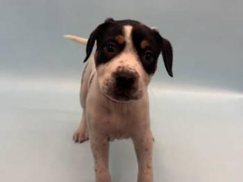 Apricot -  Pit Bull Terrier and Mixed Breed Dog for Adoption in Golden Valley, Minnesota - Apricot | PetCurious