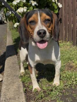 Beagle Dogs Available for Adoption in Wantagh, New York - Charlie | PetCurious