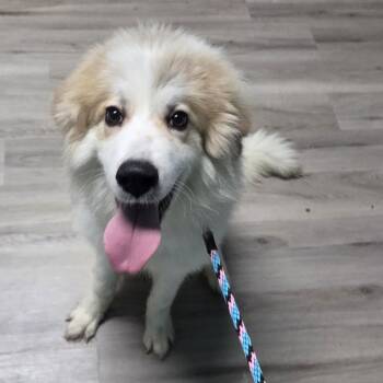 Gunner -  Great Pyrenees Dog for Adoption in St. Louis, Missouri - Gunner | PetCurious
