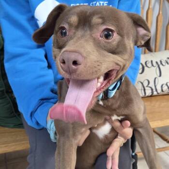 Mixed Breed Dogs Available for Adoption in Camden, Delaware - Browen | PetCurious