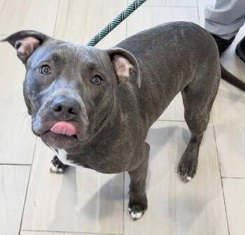 Darla - 1 -  Pit Bull Terrier and Mixed Breed Dog for Adoption in Daytona Beach, Florida - Darla - 1 | PetCurious