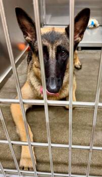 Mia -  German Shepherd Dog Dog for Adoption in Palm Harbor, Florida - Mia | PetCurious