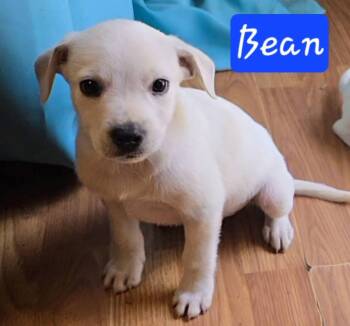 Bean -  Chihuahua and Beagle Dog for Adoption in Alexander, Arkansas - Bean | PetCurious