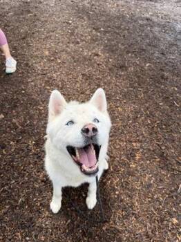 Chris Custer -  Mixed Breed Dog for Adoption in Chamblee, Georgia - Chris Custer | PetCurious