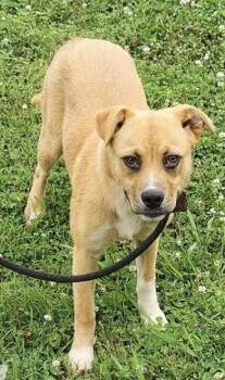 Mila -  Mountain Cur and Mixed Breed Dog for Adoption in Morristown, New Jersey - Mila | PetCurious