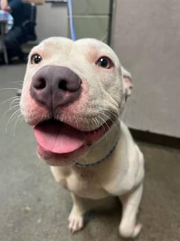 SOL -  Mixed Breed Dog for Adoption in Jacksonville, Florida - SOL | PetCurious