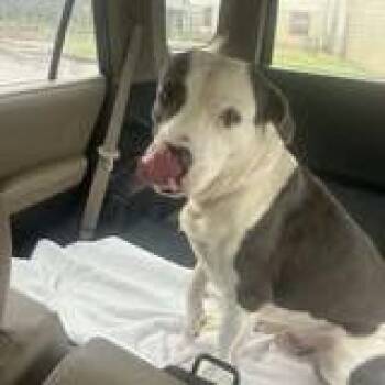 Matty -  American Staffordshire Terrier Dog for Adoption in Pittsburgh, Pennsylvania - Matty | PetCurious