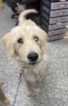 Labrador Retriever Dogs Available for Adoption in Bemidji, Minnesota - Sophie | PetCurious