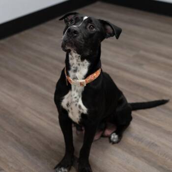 Black Labrador Retriever and Mixed Breed Dogs Available for Adoption in Fulton, Missouri - Alice | PetCurious